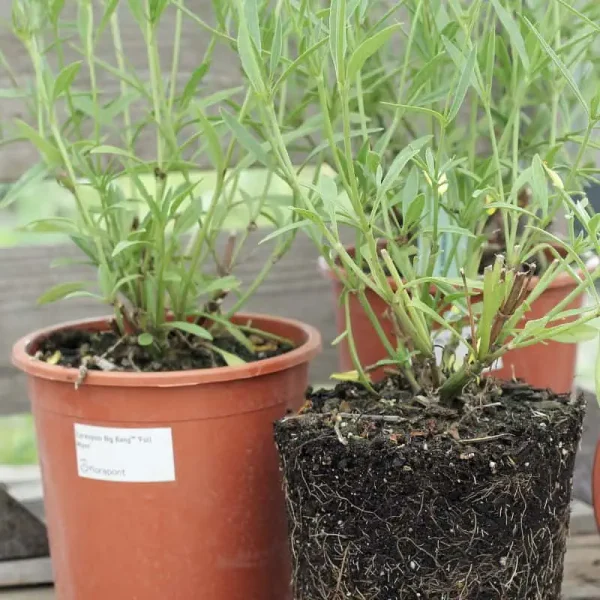 Coreopsis verticillata 'Twinklebells Sunrise' - menyecskeszem | Florapont